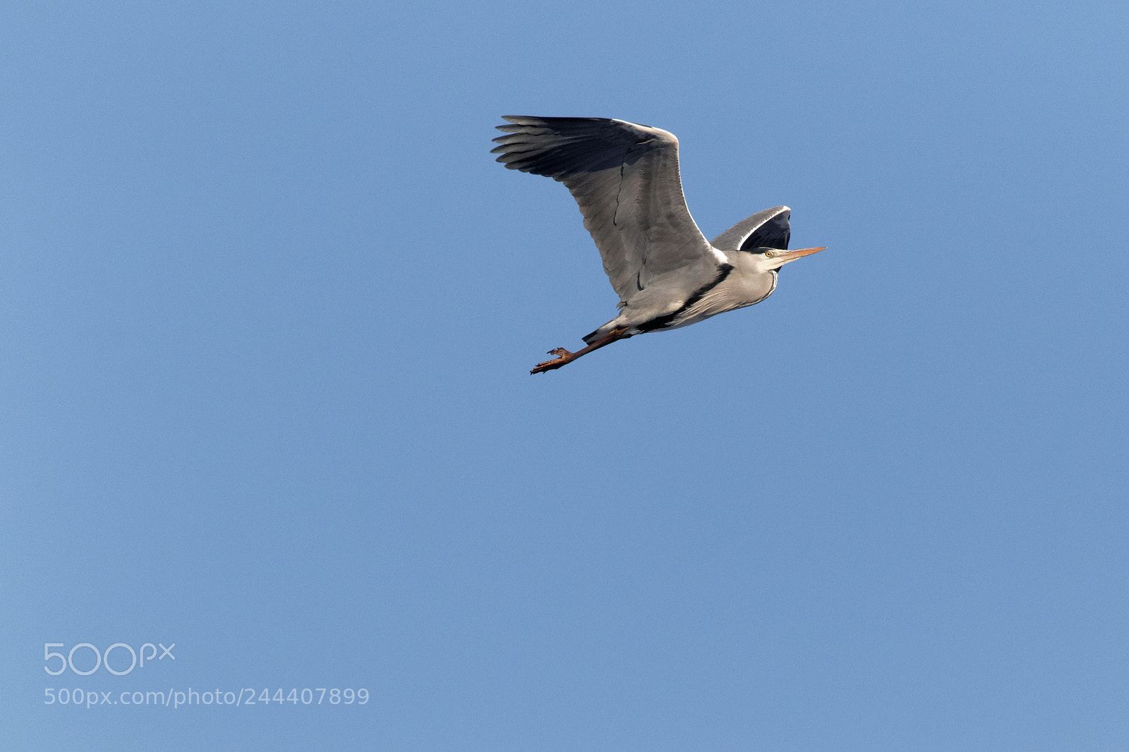Canon EOS 7D Mark II sample photo. Grey heron ukraine 2018 photography