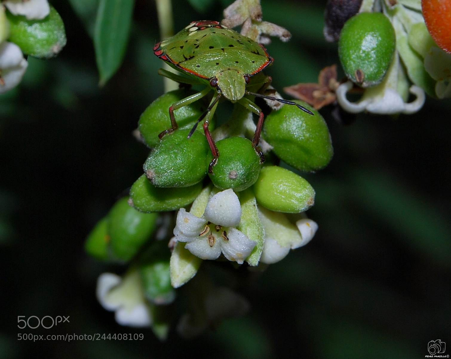 Nikon D60 sample photo. Chinche verde o hedionda photography