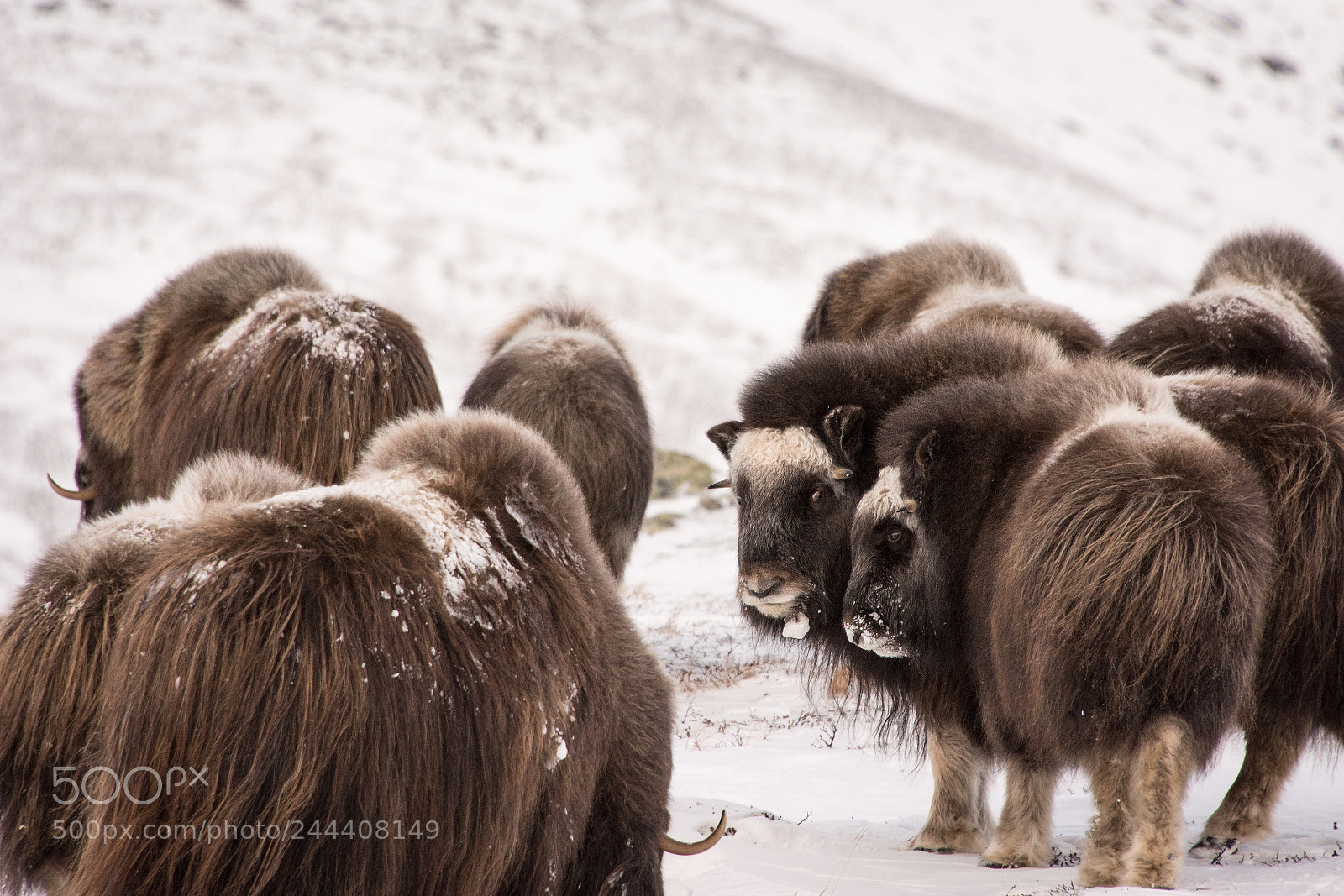 Nikon D7100 sample photo. Muskox group photography