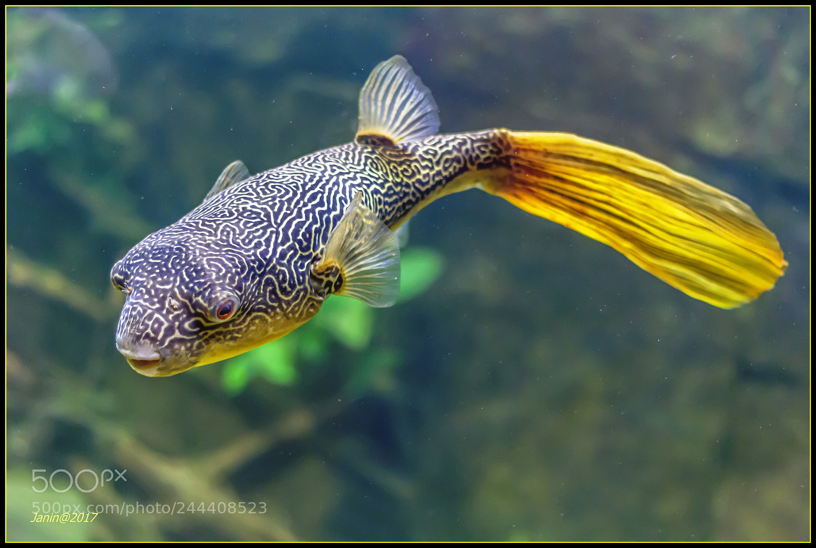 Canon EOS 60D sample photo. Fish in mirific dress photography