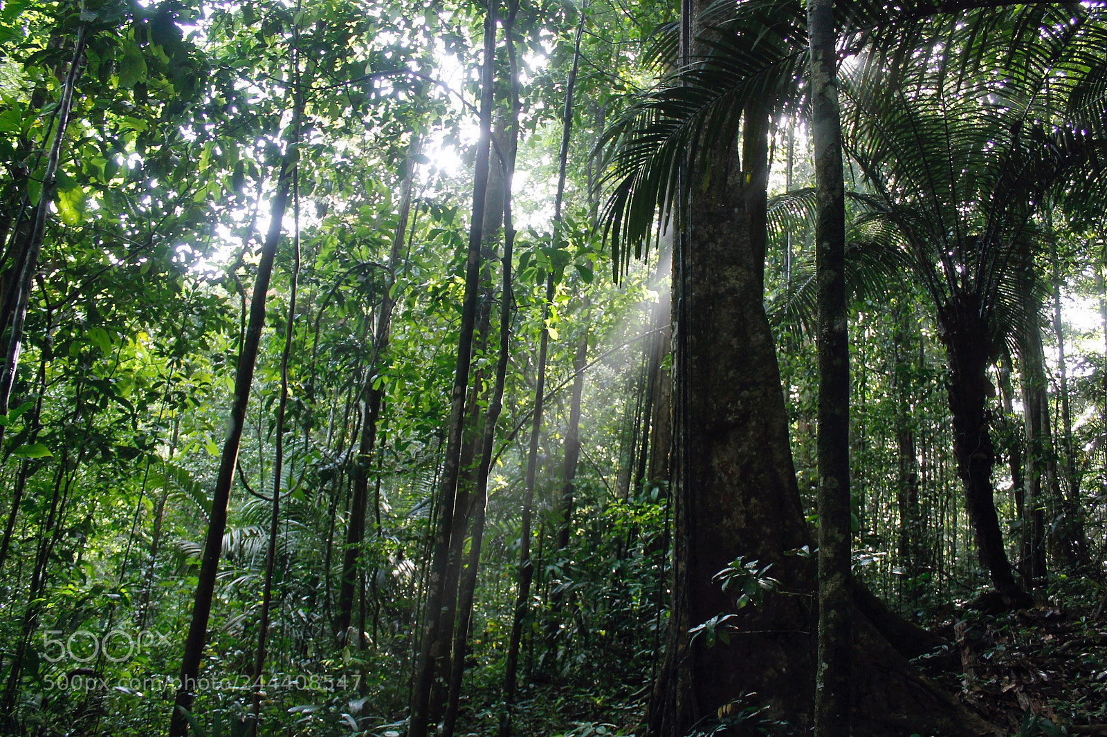 Canon EOS 1100D (EOS Rebel T3 / EOS Kiss X50) sample photo. French guyana tropical forest photography