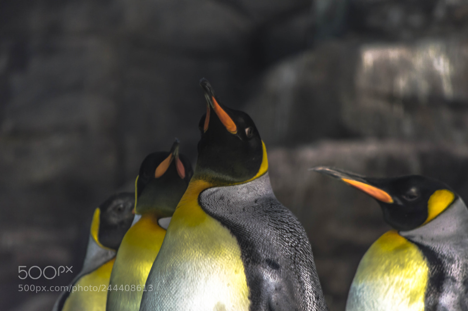 Nikon D3200 sample photo. Animales photography