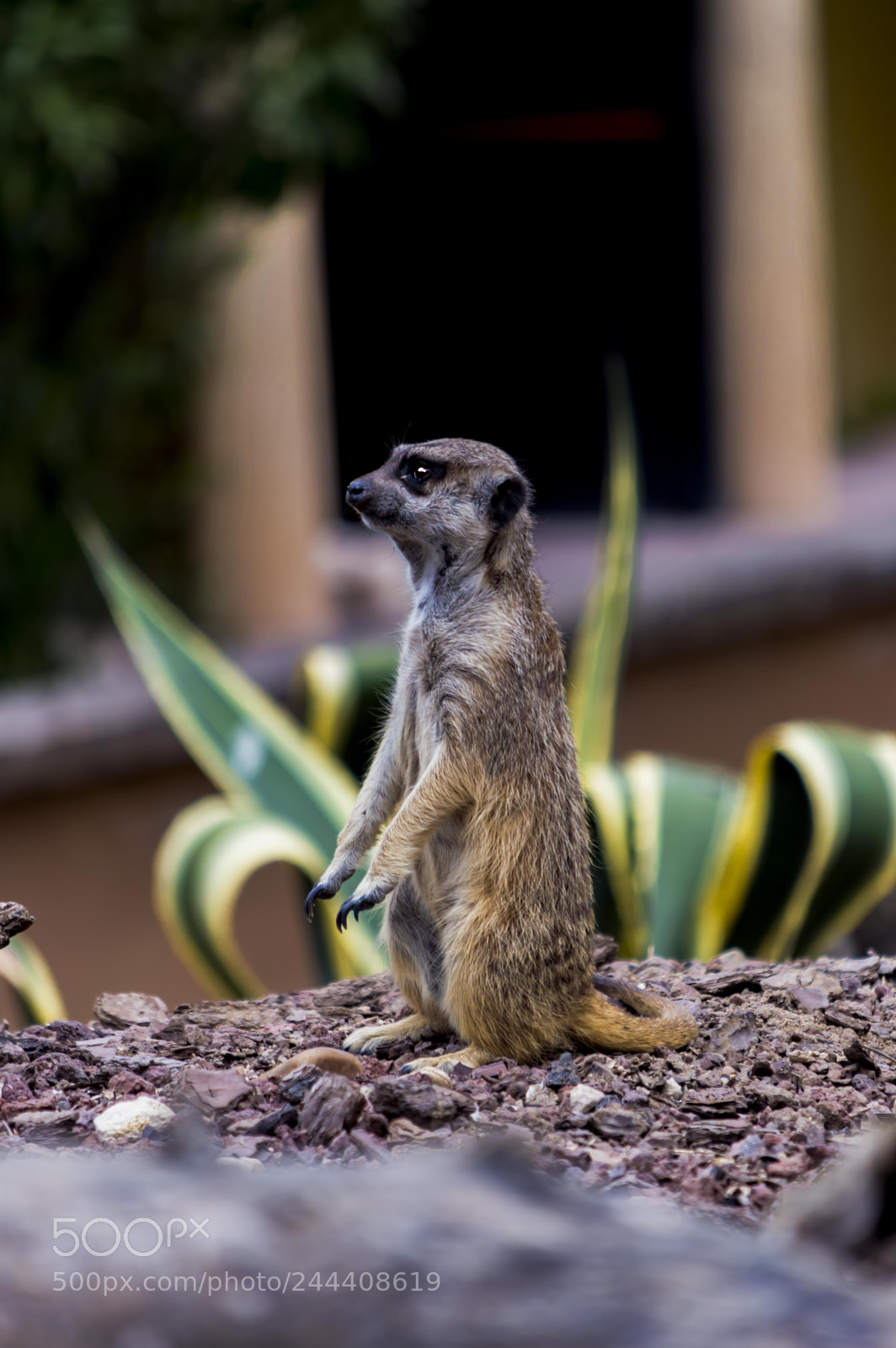Nikon D3200 sample photo. Animales photography