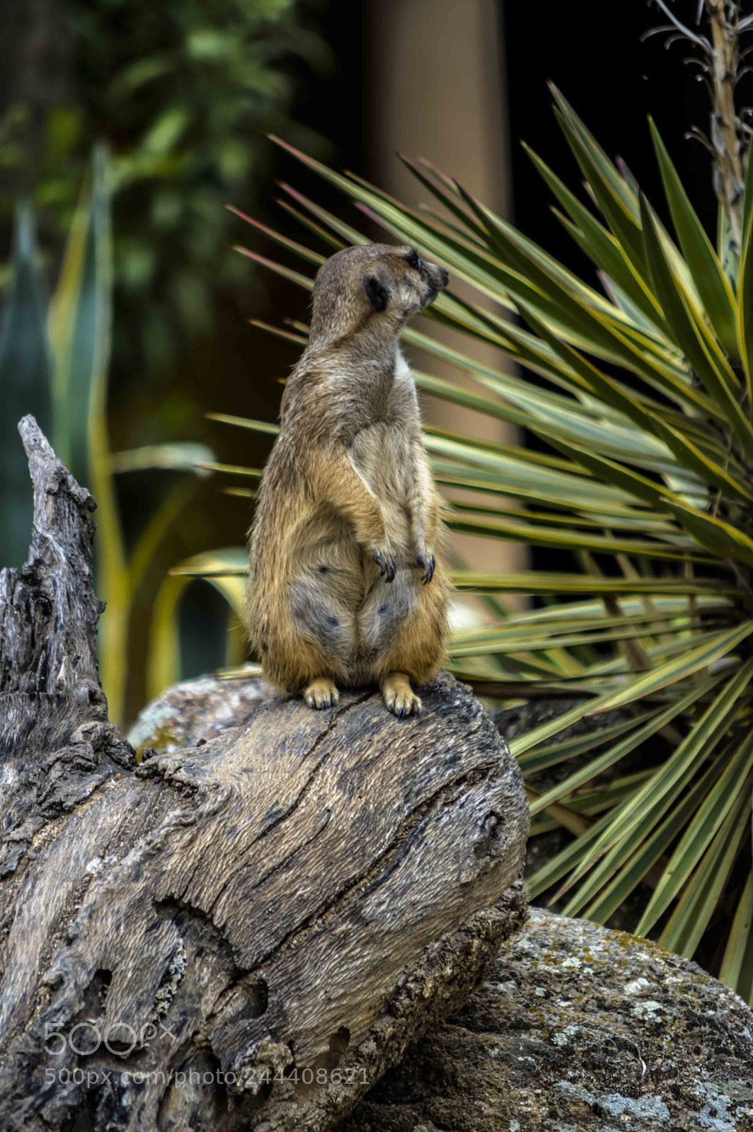 Nikon D3200 sample photo. Animales photography