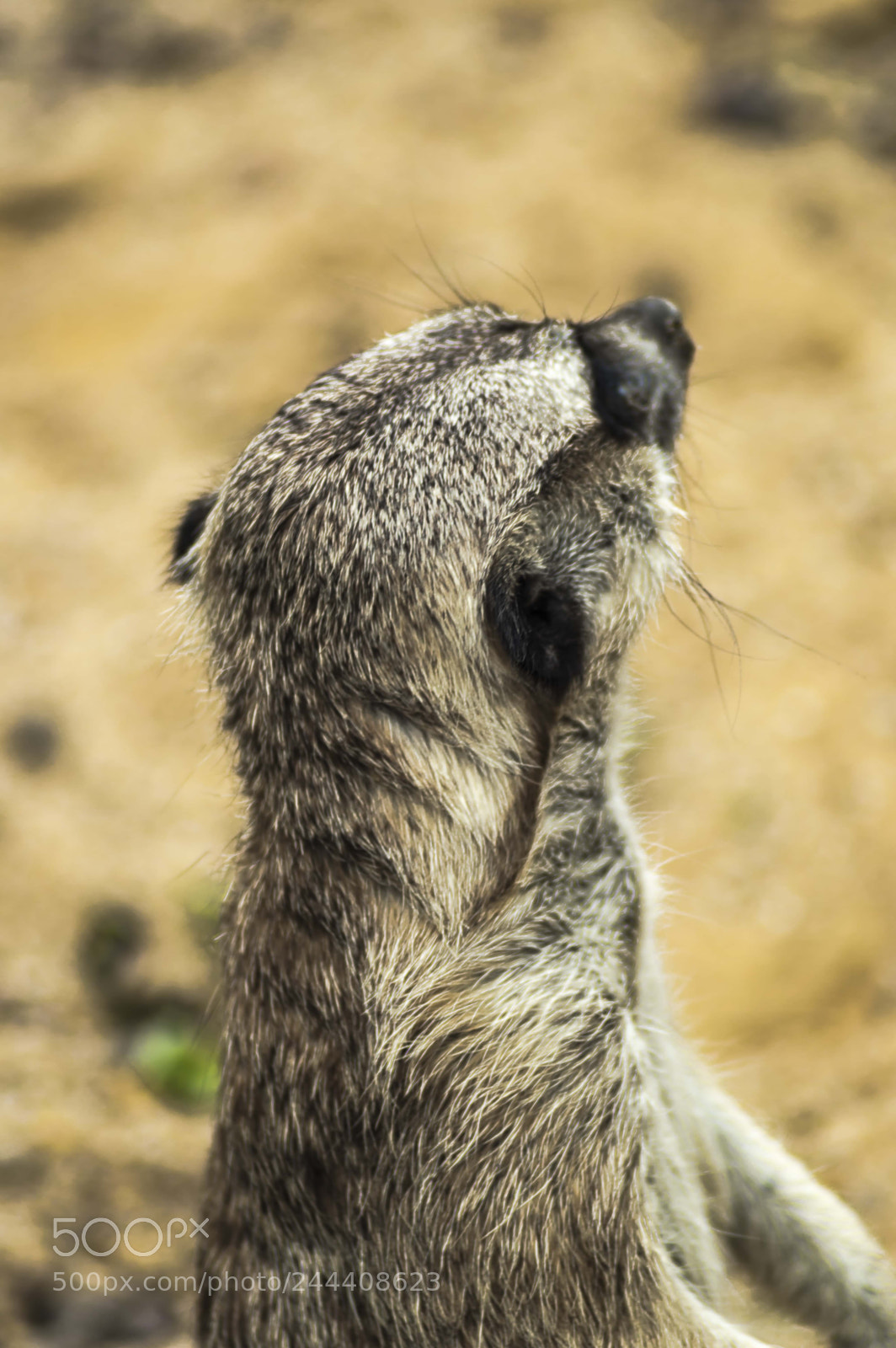 Nikon D3200 sample photo. Animales photography