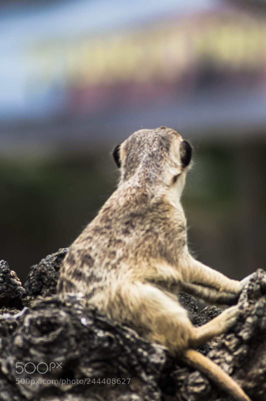 Nikon D3200 sample photo. Animales photography