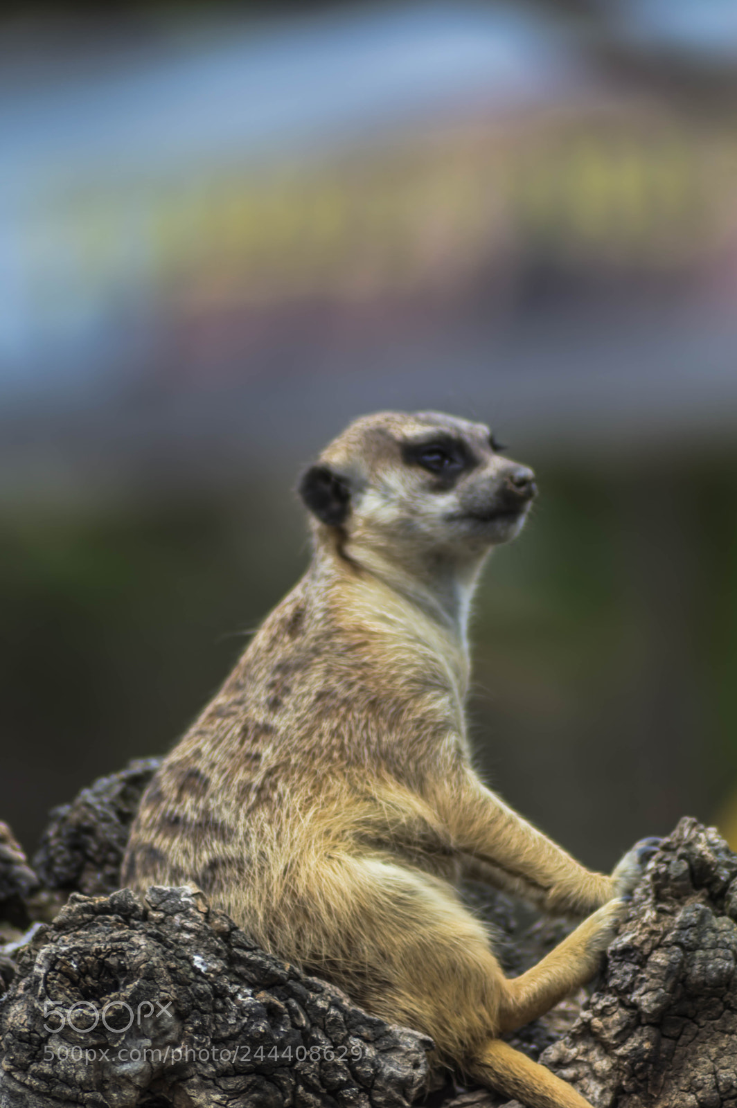 Nikon D3200 sample photo. Animales photography