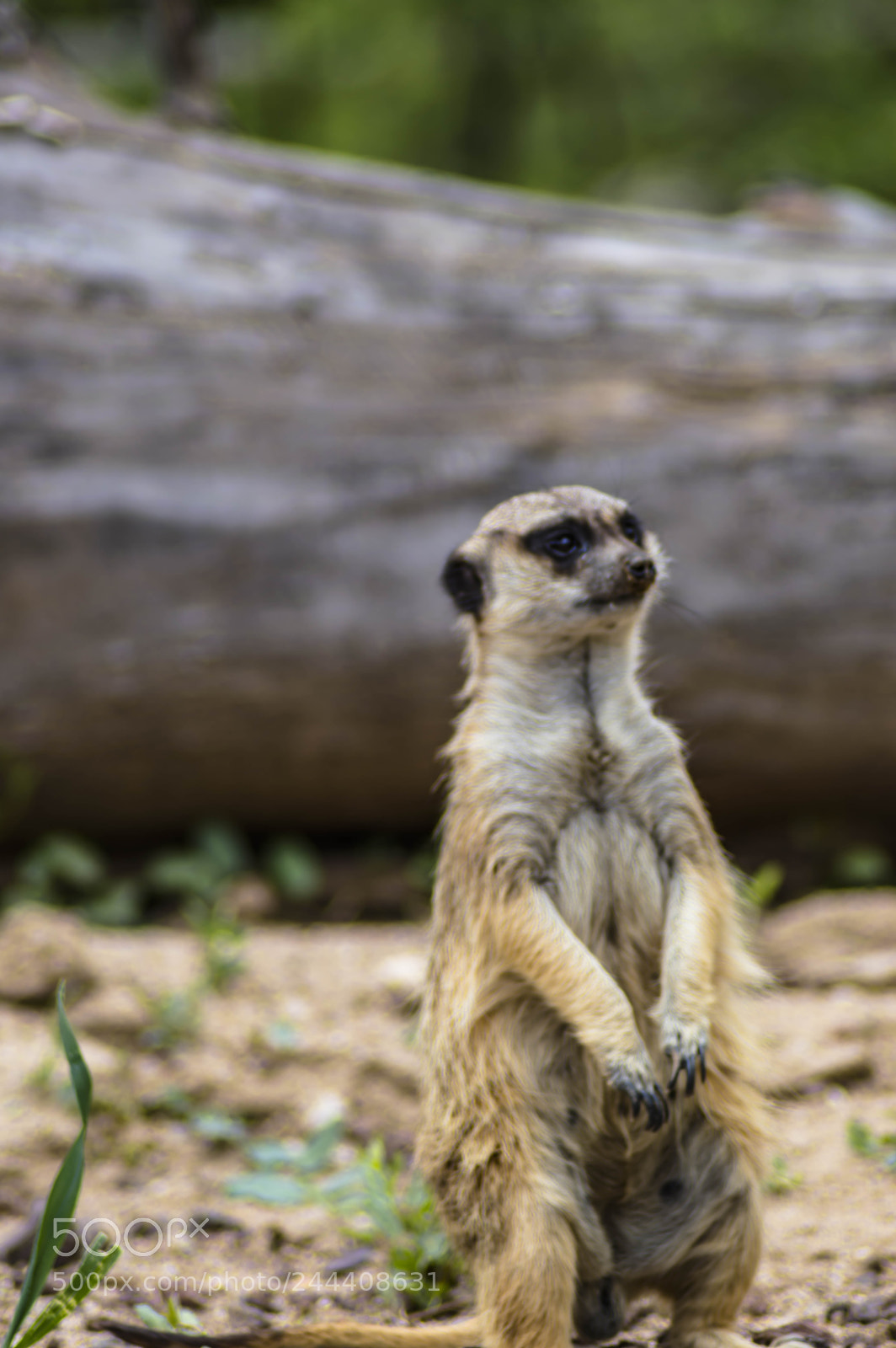 Nikon D3200 sample photo. Animales photography