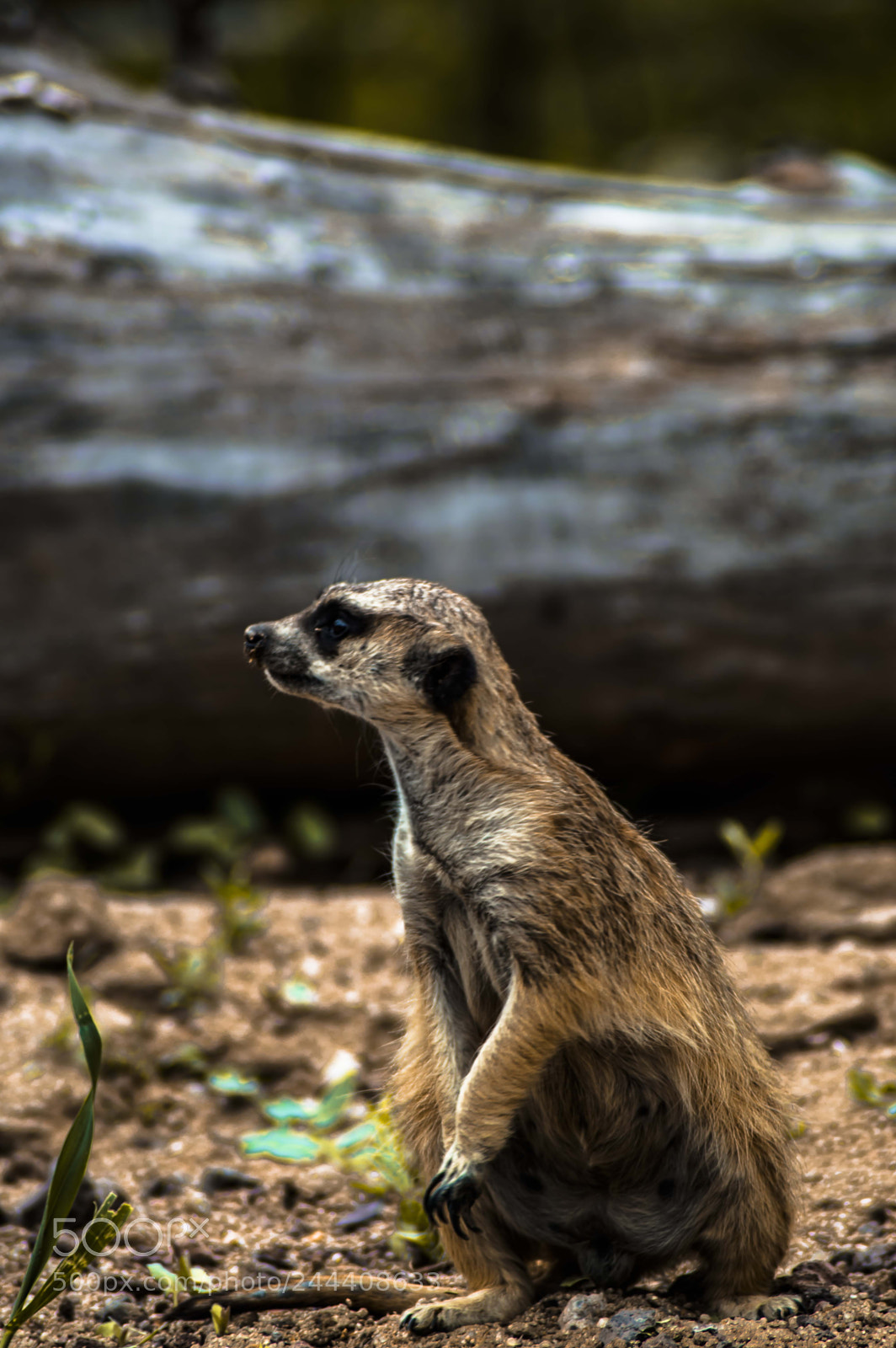 Nikon D3200 sample photo. Animales photography