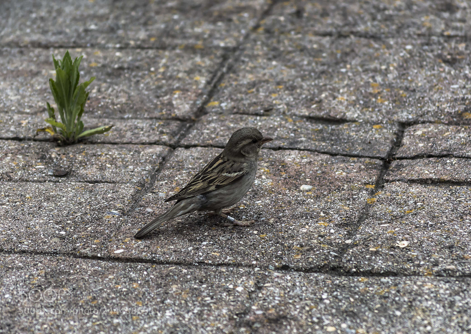 Nikon D3200 sample photo. Animales photography