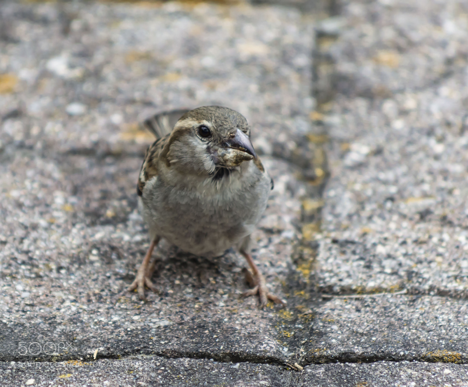 Nikon D3200 sample photo. Animales photography