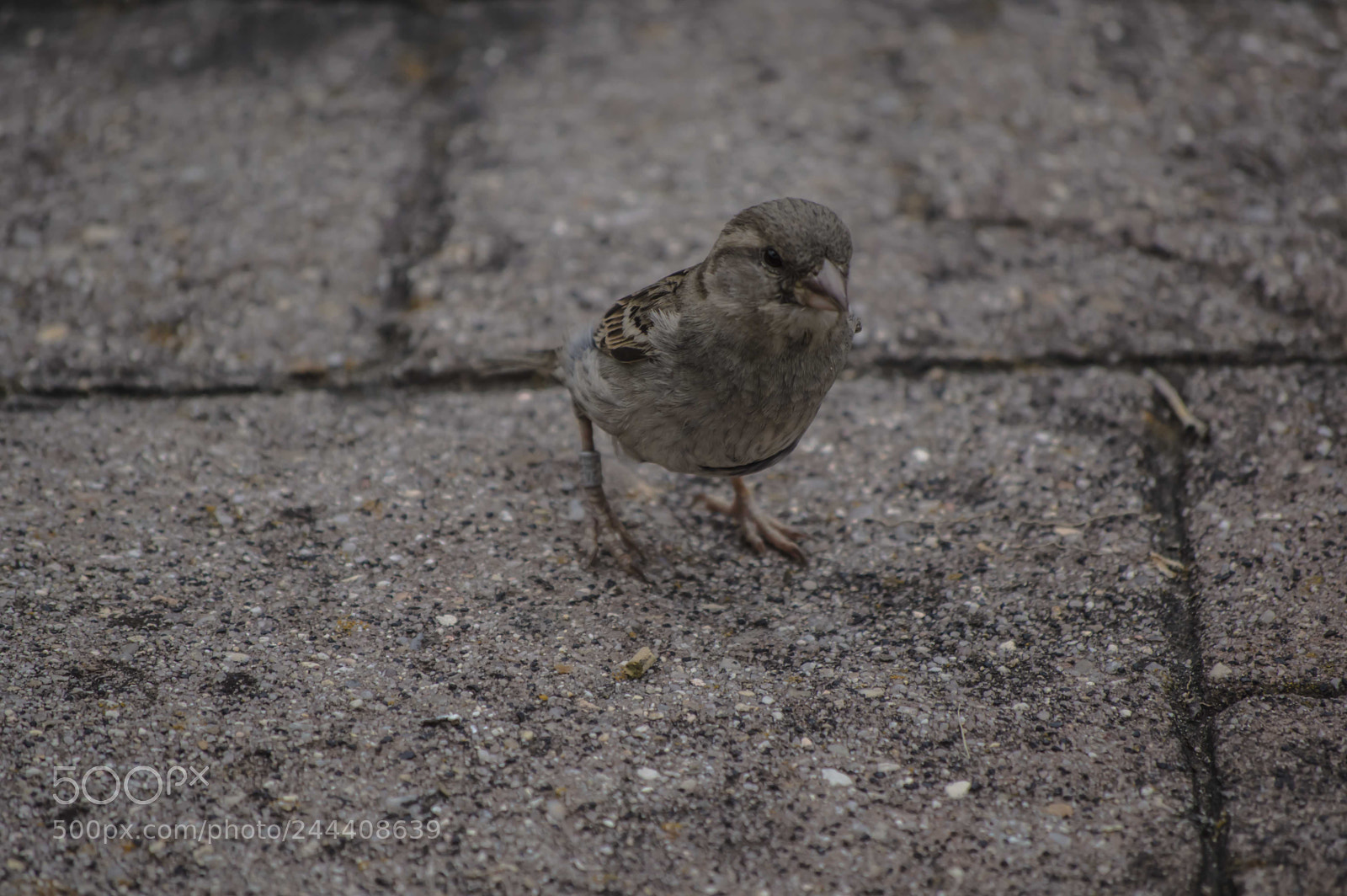 Nikon D3200 sample photo. Animales photography