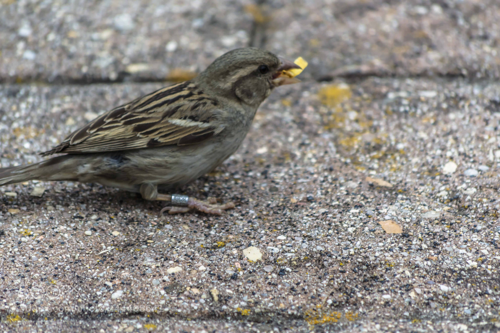 Nikon D3200 sample photo. Animales photography