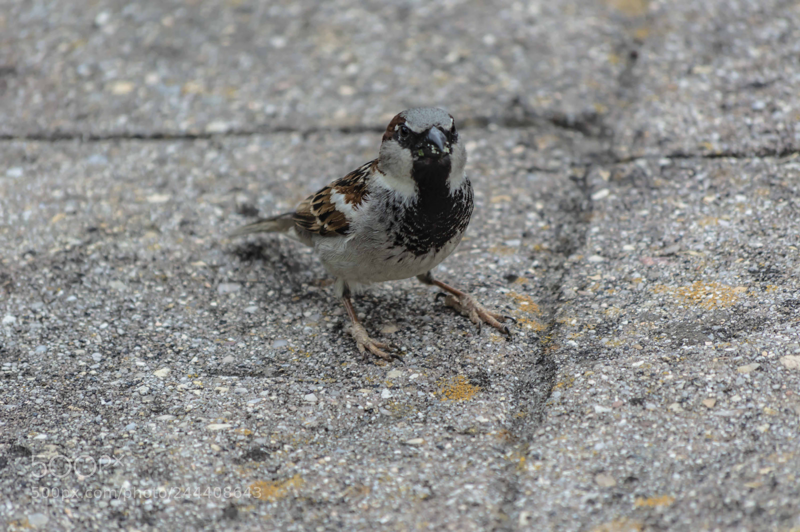 Nikon D3200 sample photo. Animales photography