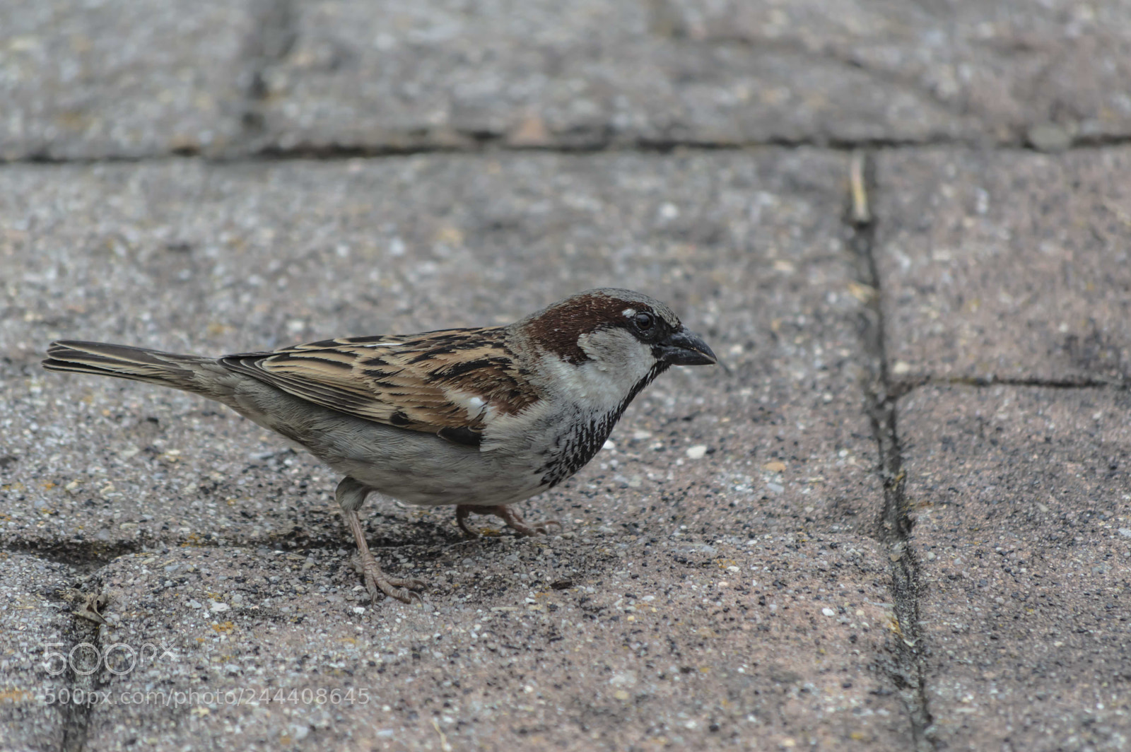 Nikon D3200 sample photo. Animales photography