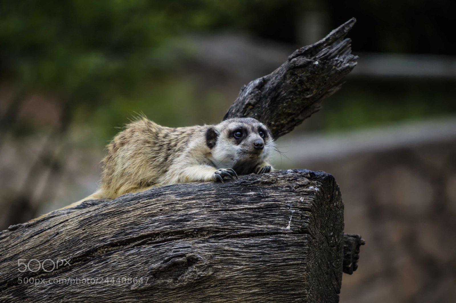 Nikon D3200 sample photo. Animales photography