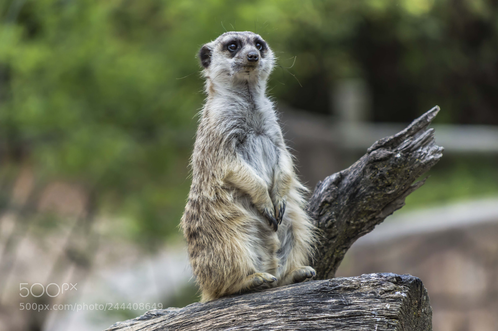 Nikon D3200 sample photo. Animales photography