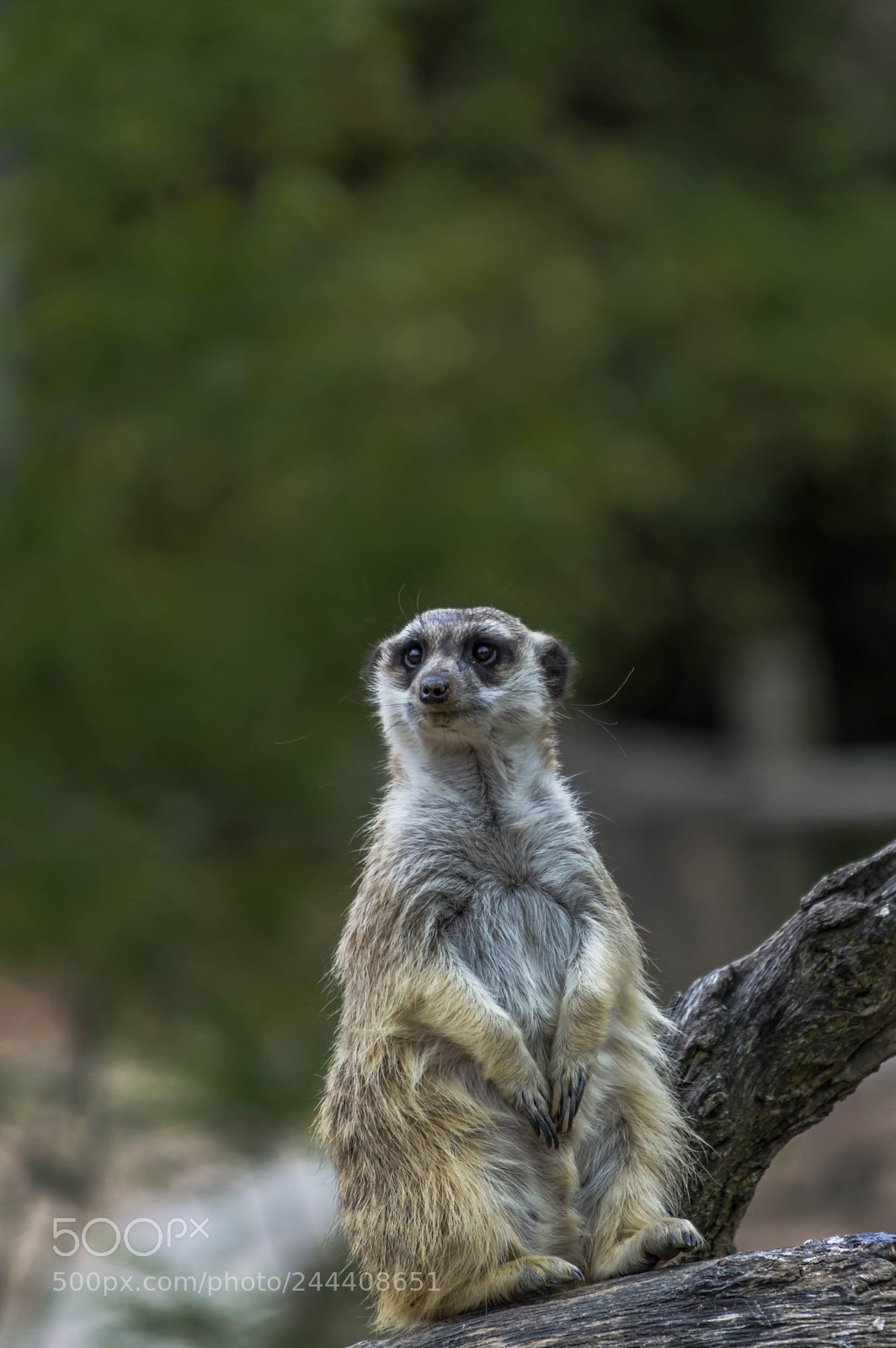 Nikon D3200 sample photo. Animales photography