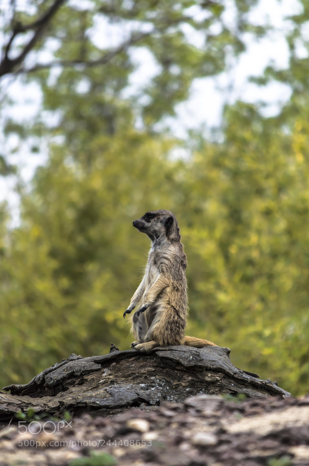 Nikon D3200 sample photo. Animales photography