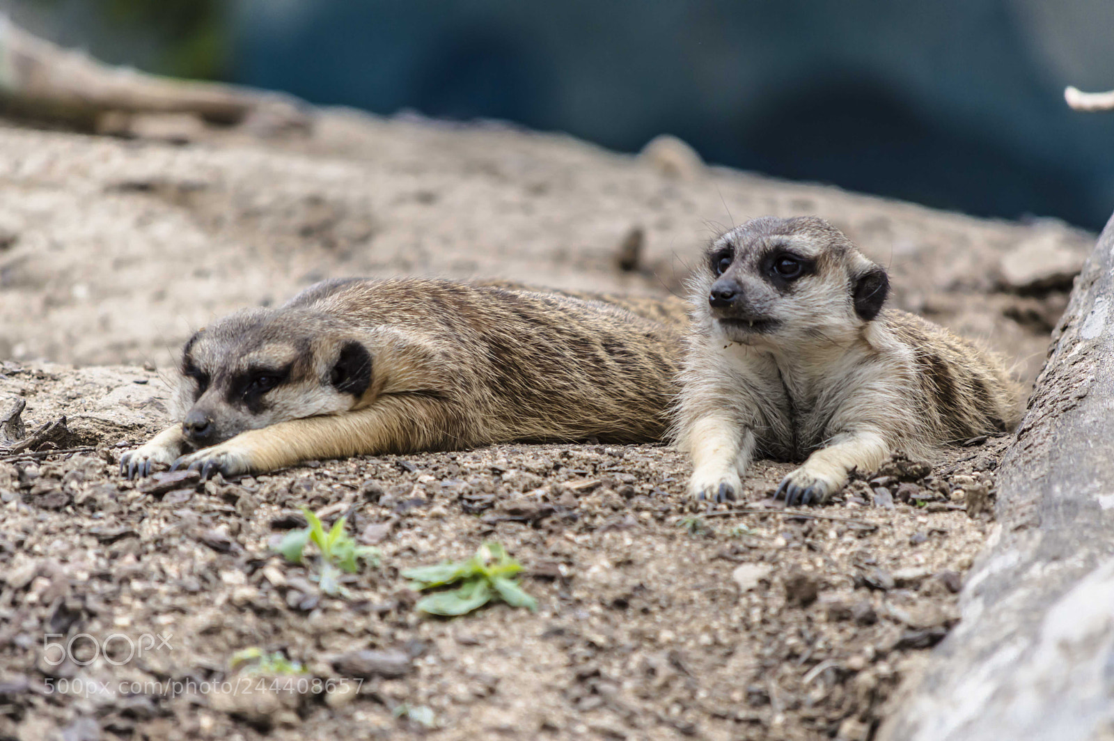 Nikon D3200 sample photo. Animales photography