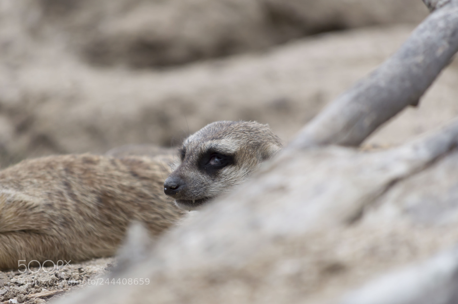 Nikon D3200 sample photo. Animales photography