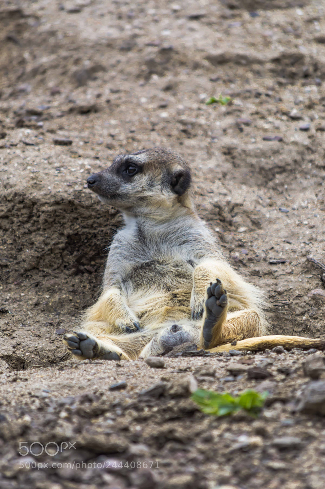 Nikon D3200 sample photo. Animales photography