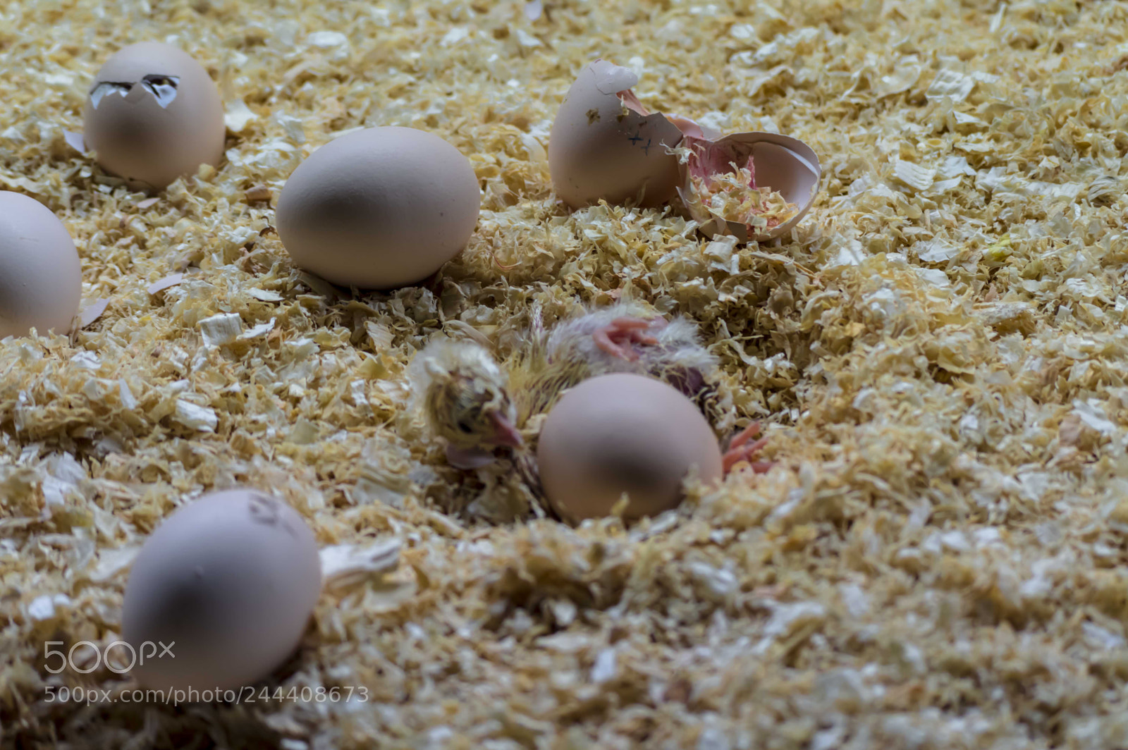 Nikon D3200 sample photo. Animales photography