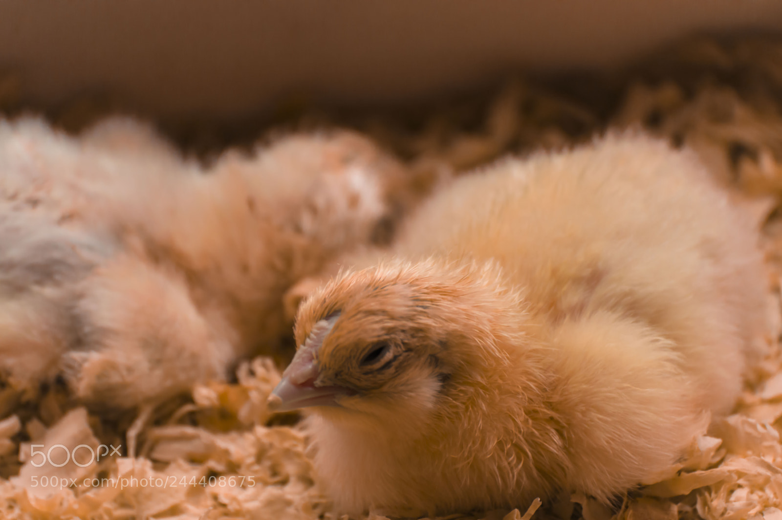 Nikon D3200 sample photo. Animales photography