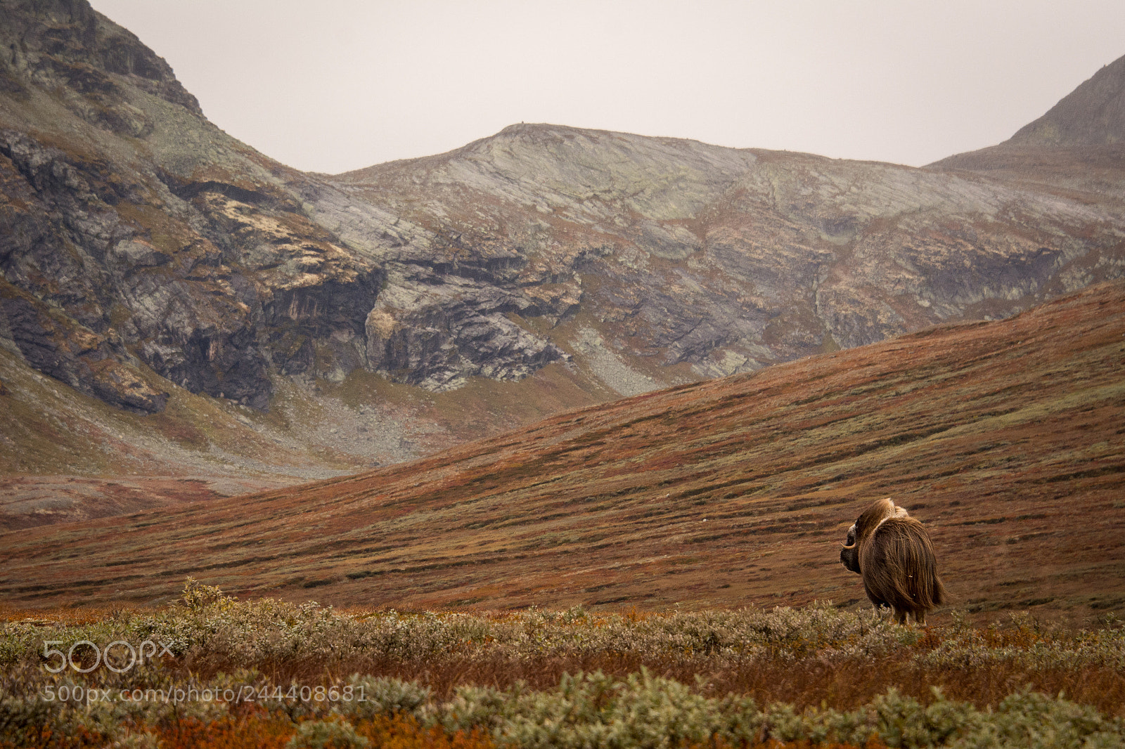 Nikon D7100 sample photo. Dovrefjell muskox photography