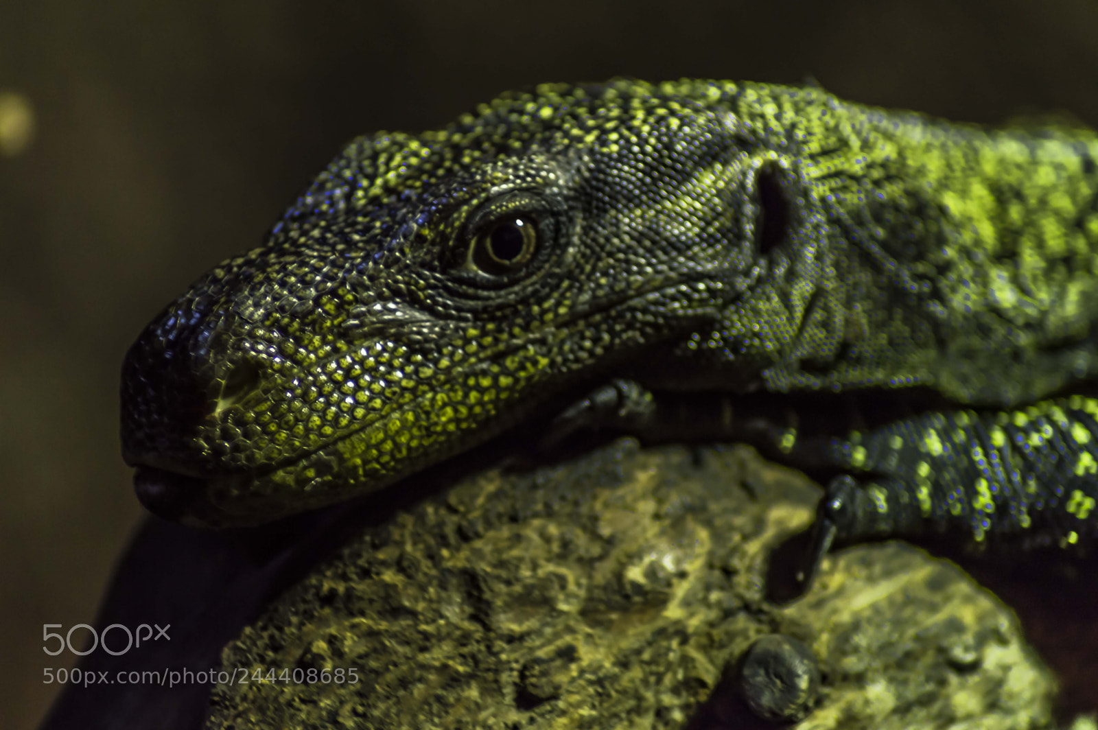 Nikon D3200 sample photo. Animales photography