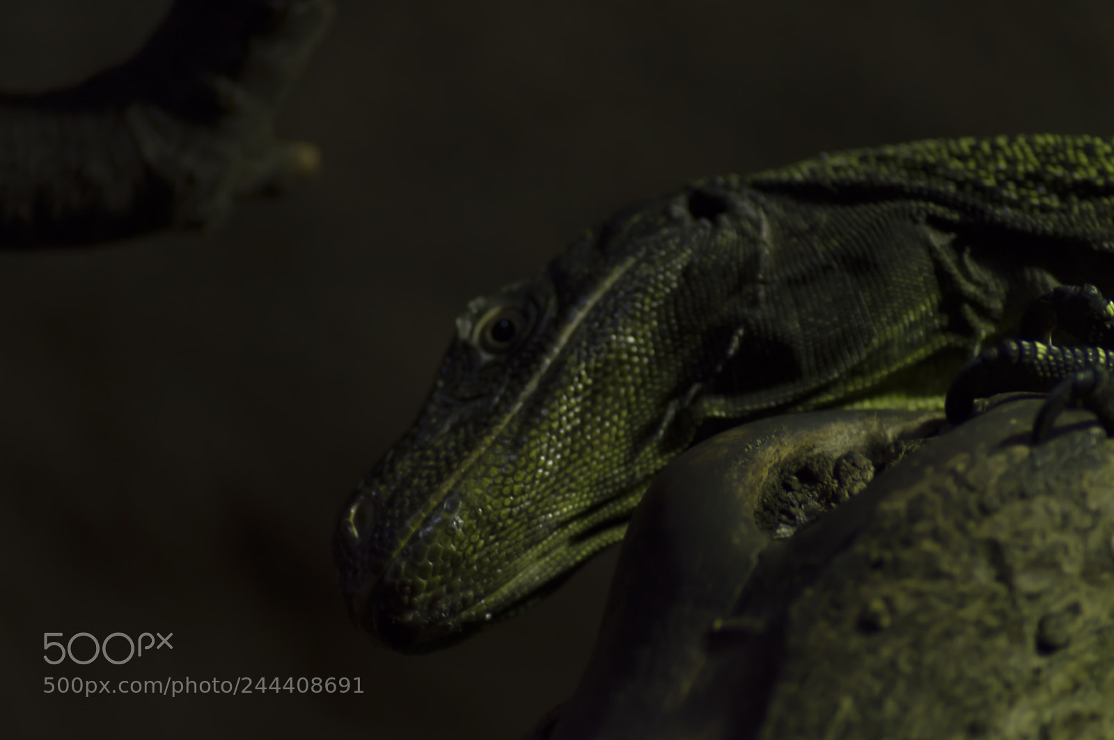 Nikon D3200 sample photo. Animales photography