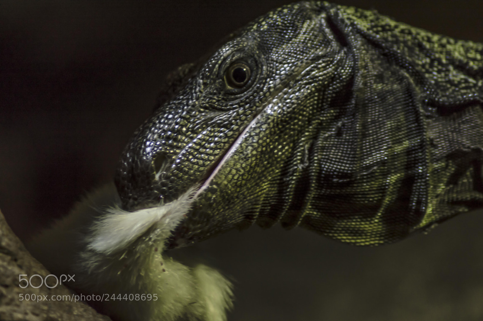 Nikon D3200 sample photo. Animales photography