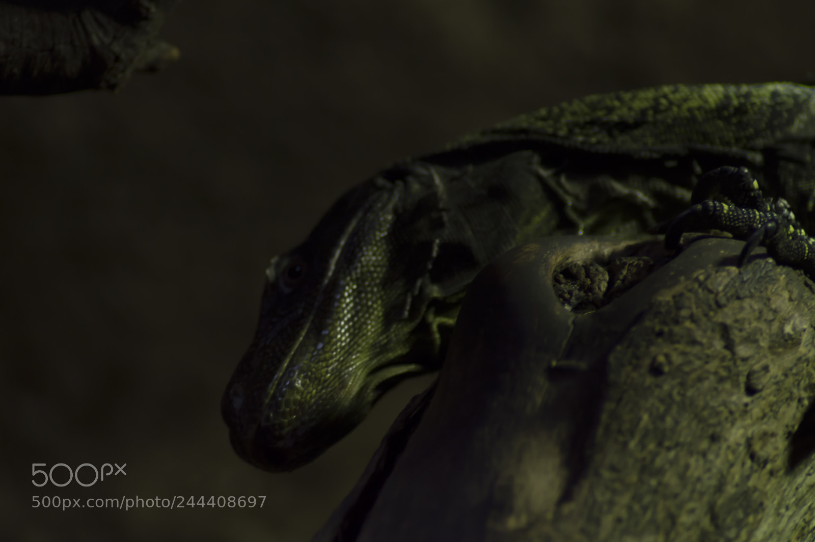 Nikon D3200 sample photo. Animales photography