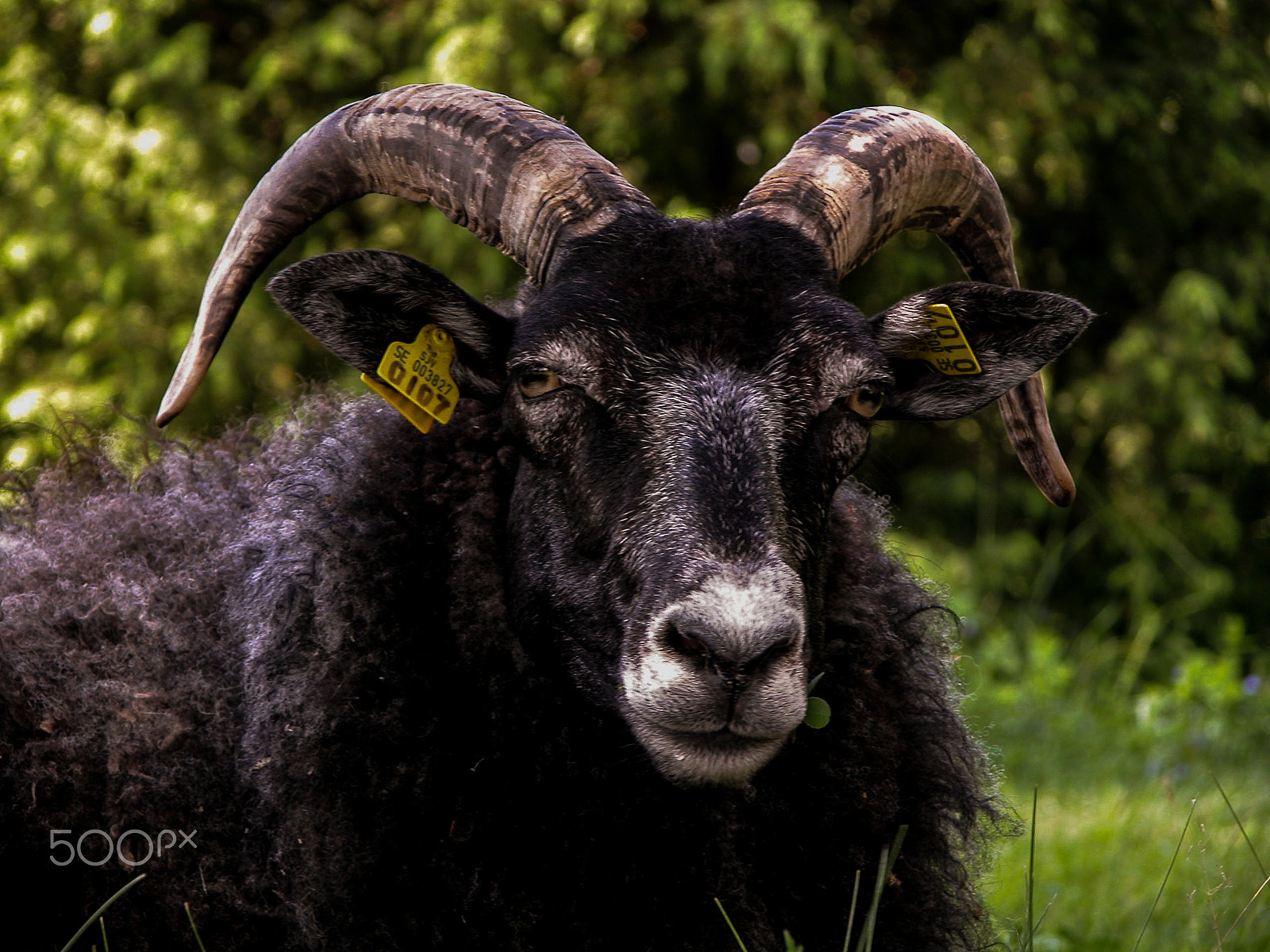 Nikon E5700 sample photo. A dark swedish sheep photography