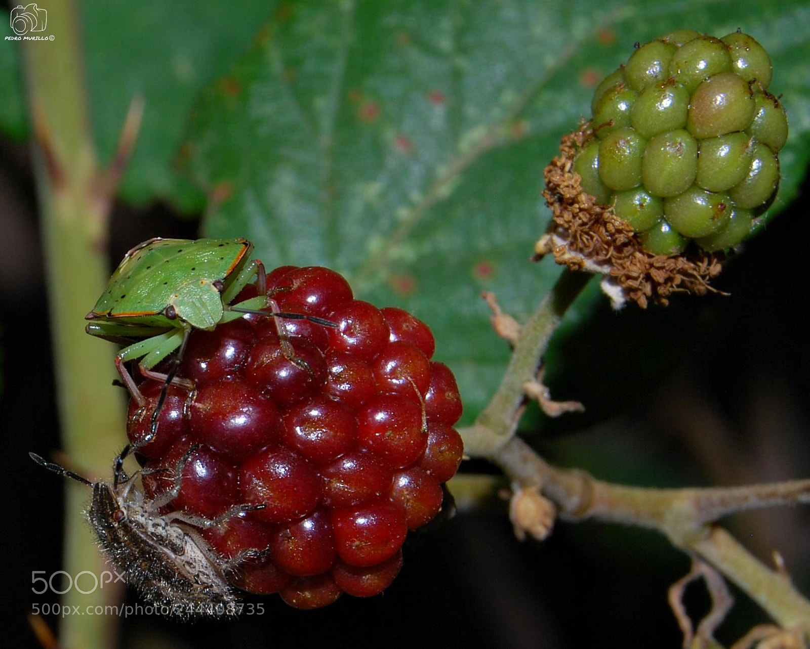 Nikon D60 sample photo. Chinches compartiendo la comida photography