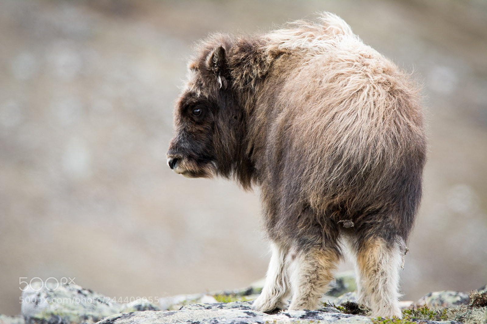 Nikon D7100 sample photo. Muskox baby photography