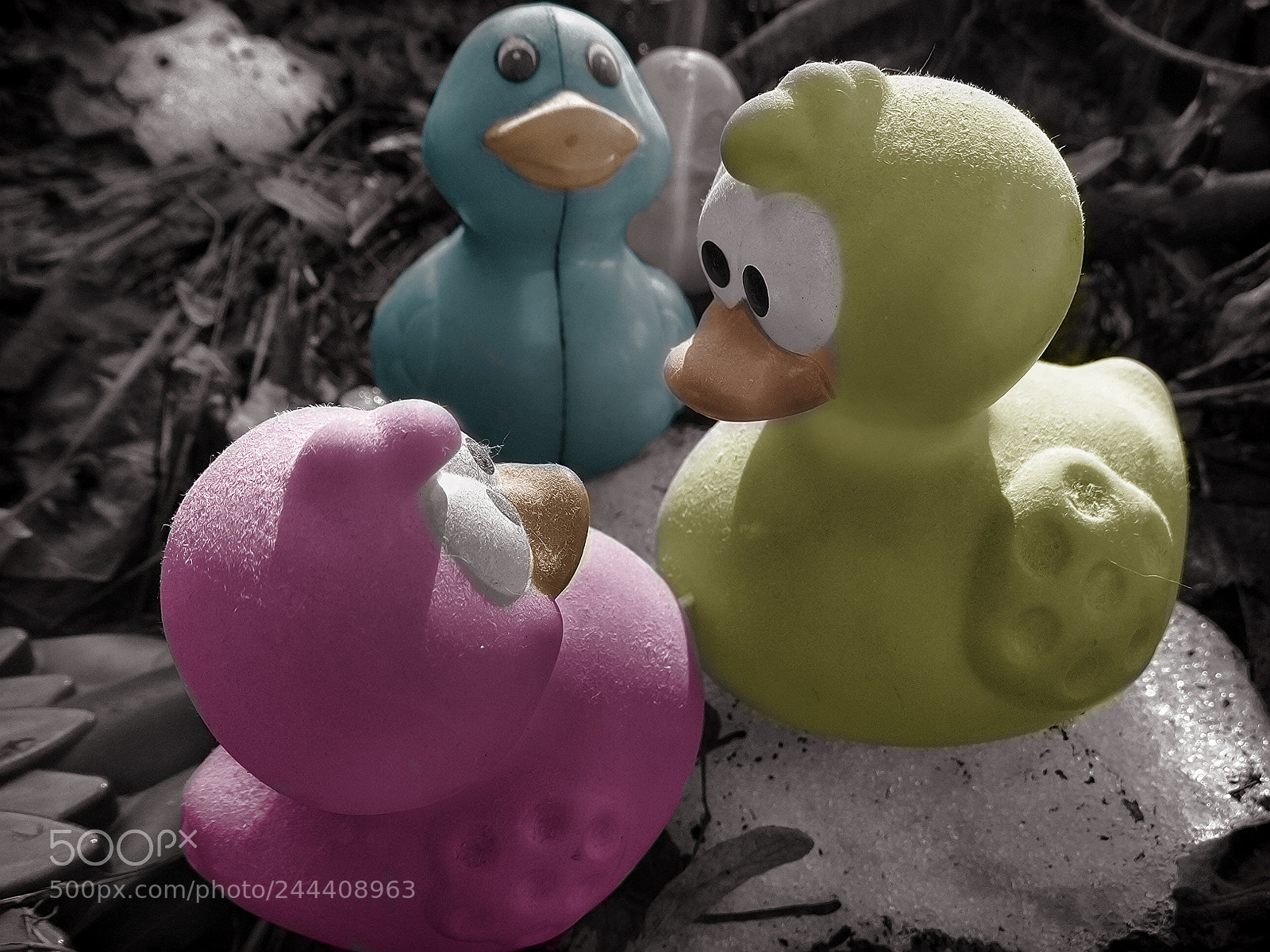 Sony Cyber-shot DSC-HX300 sample photo. Snow ducks photography
