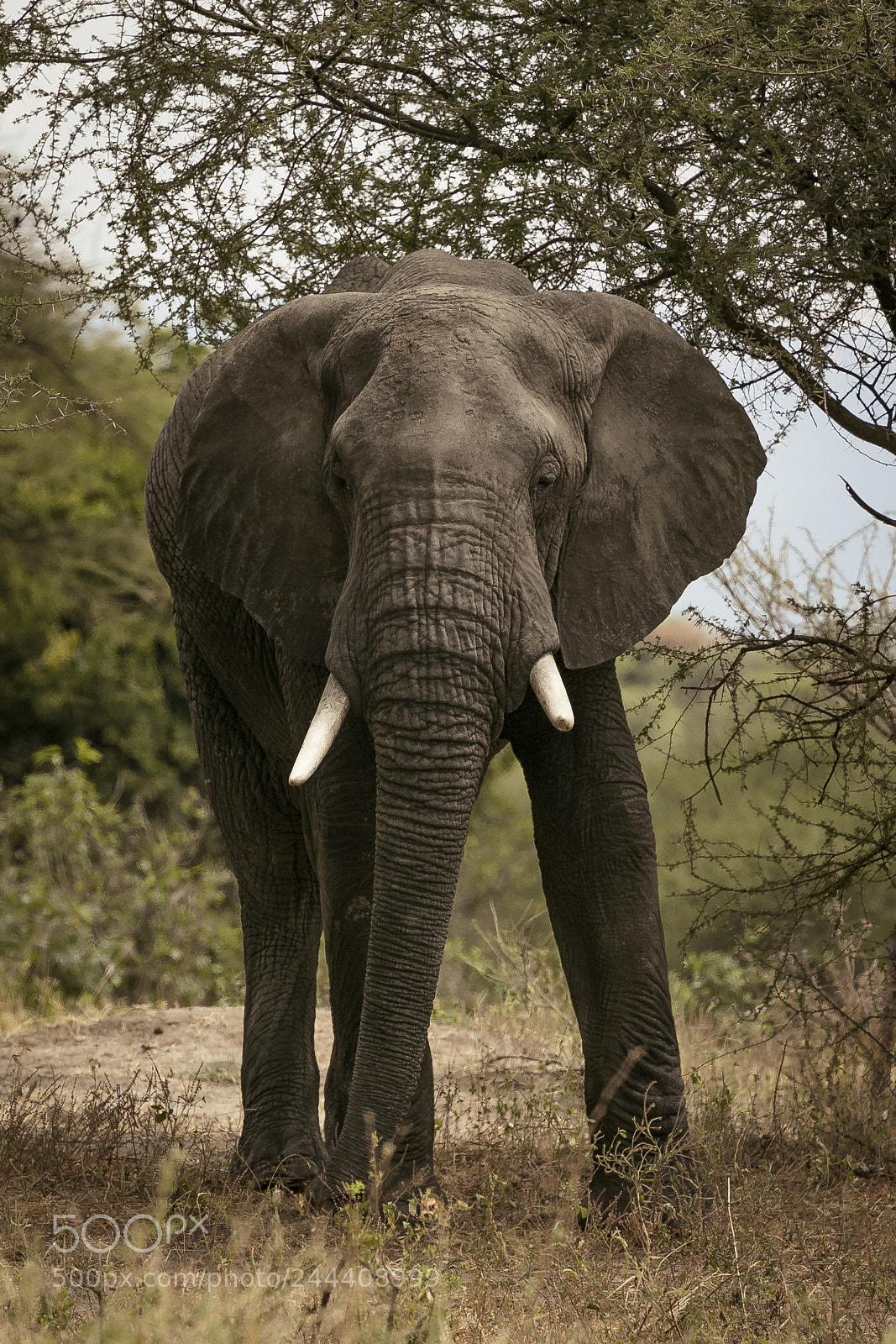 Canon EOS-1D X sample photo. Gentle giant photography