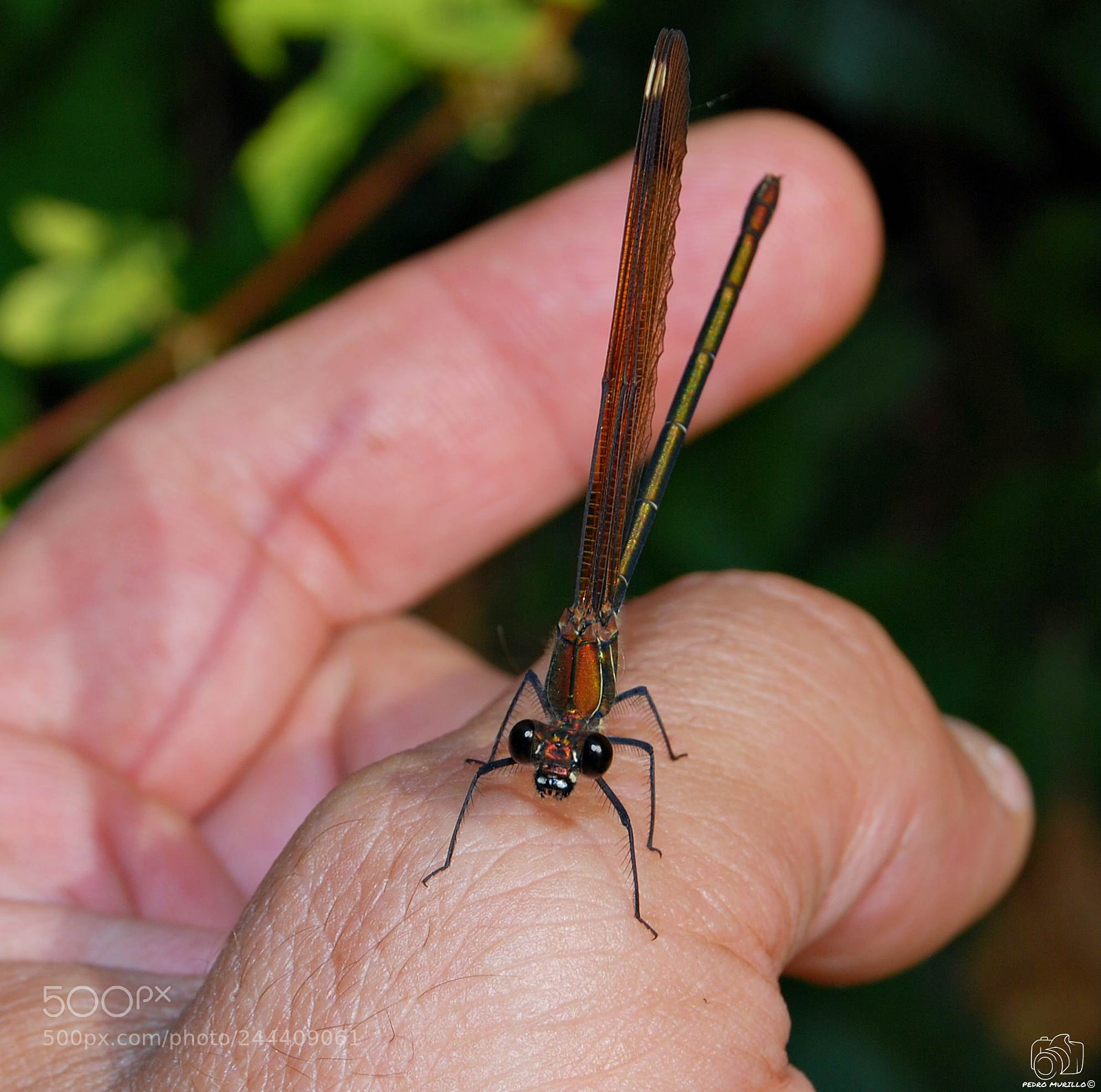 Nikon D60 sample photo. Caballito del diablo photography