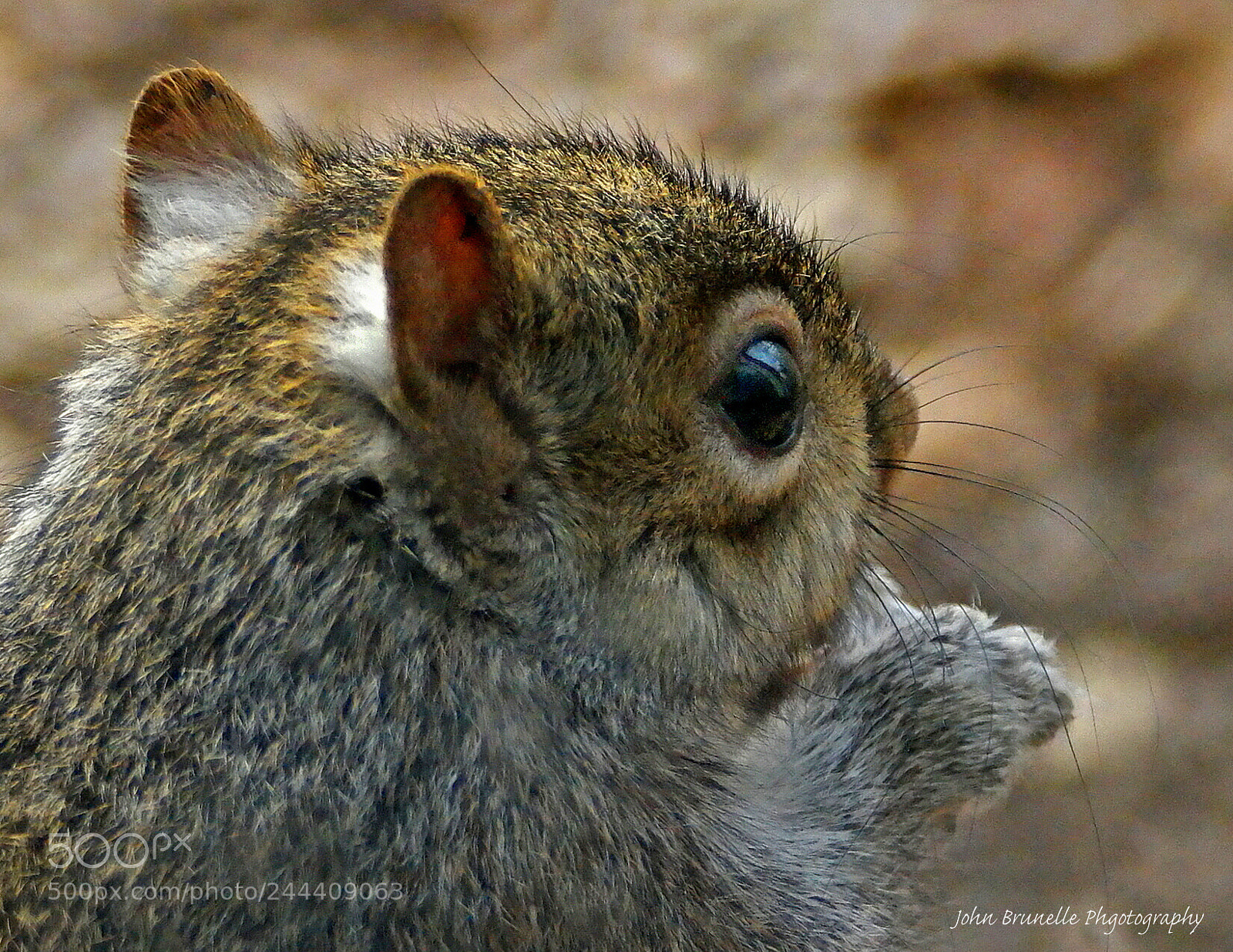 Samsung NX500 sample photo. Squirrel jan 30 photography