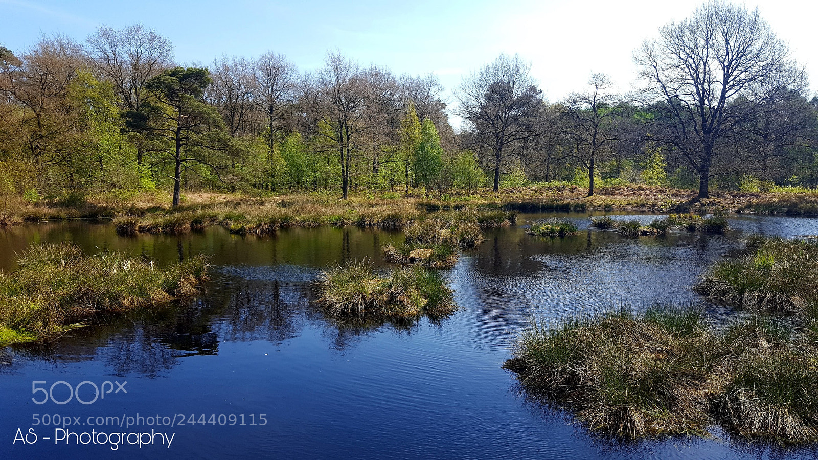 Samsung Galaxy S6 sample photo. Forrest with a small photography
