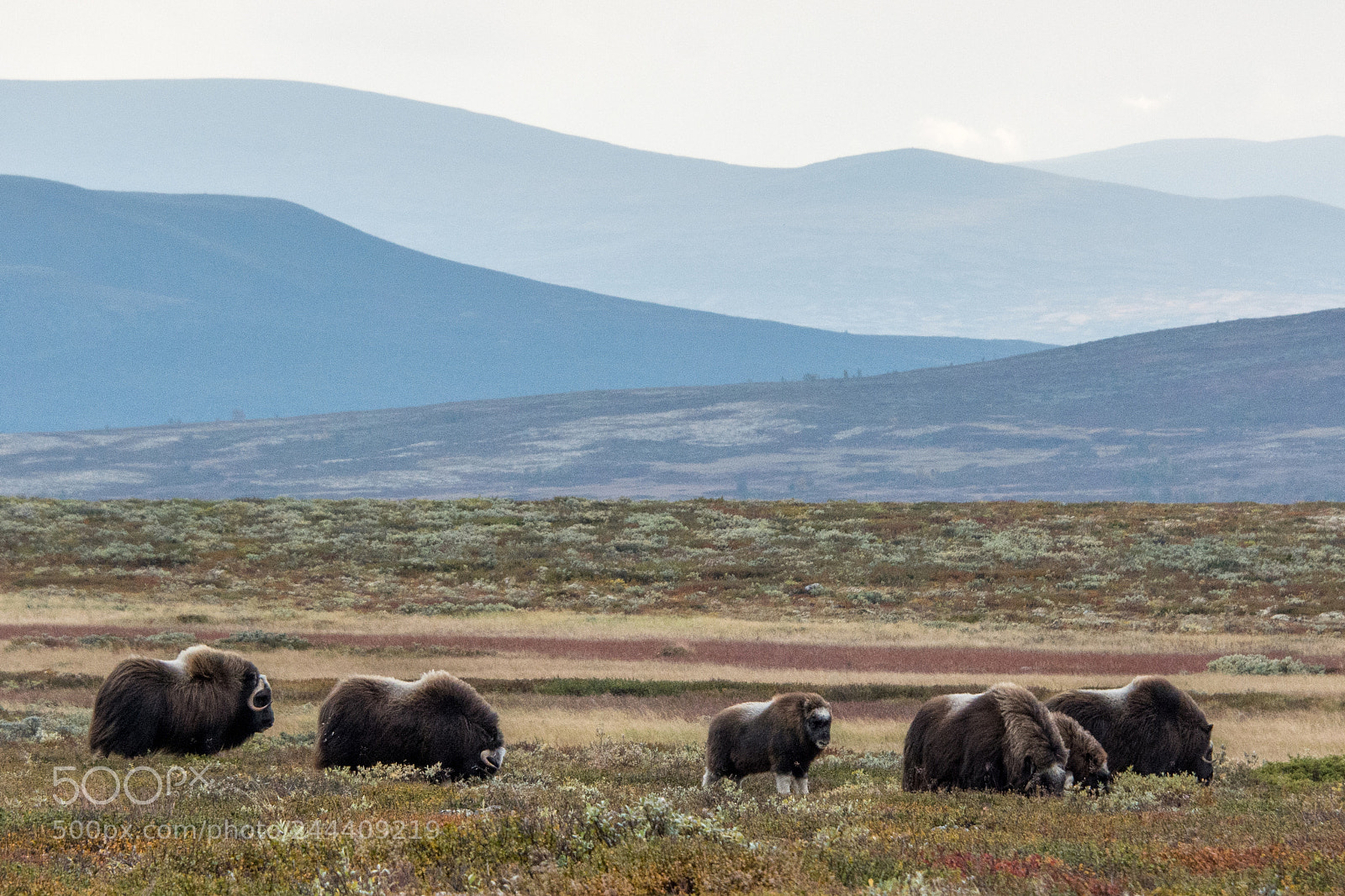 Nikon D7100 sample photo. Group of muskox photography