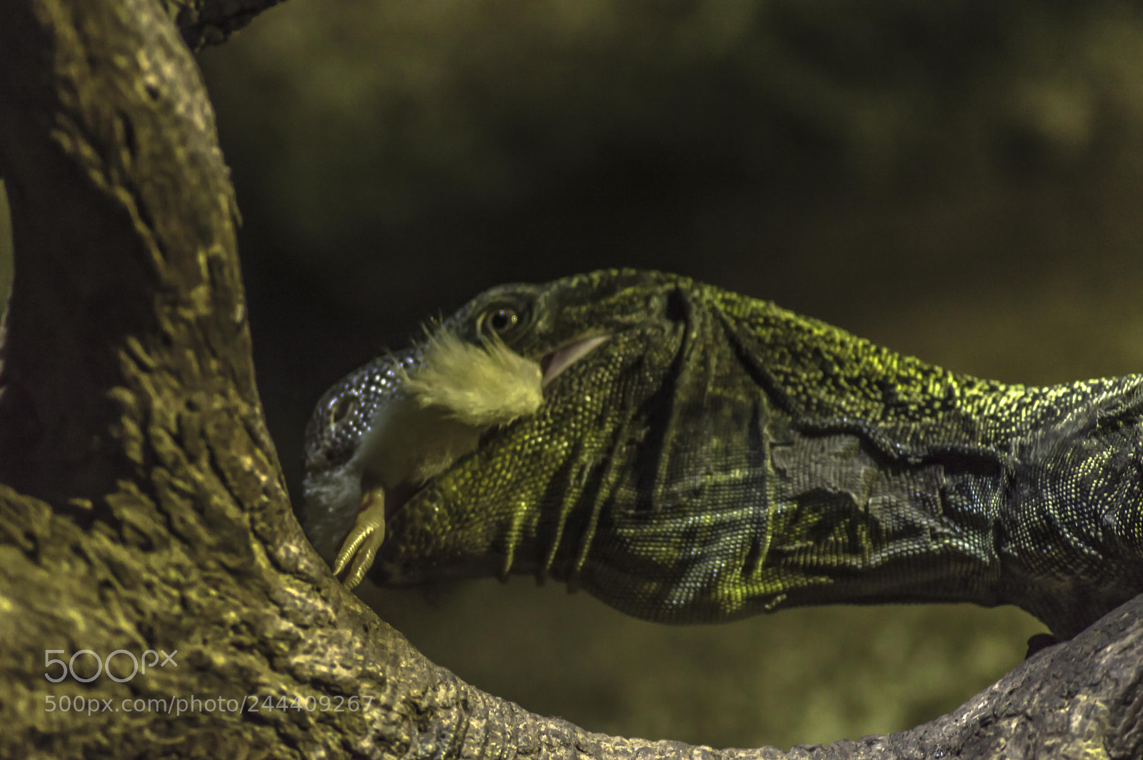 Nikon D3200 sample photo. Fotografia de animales photography