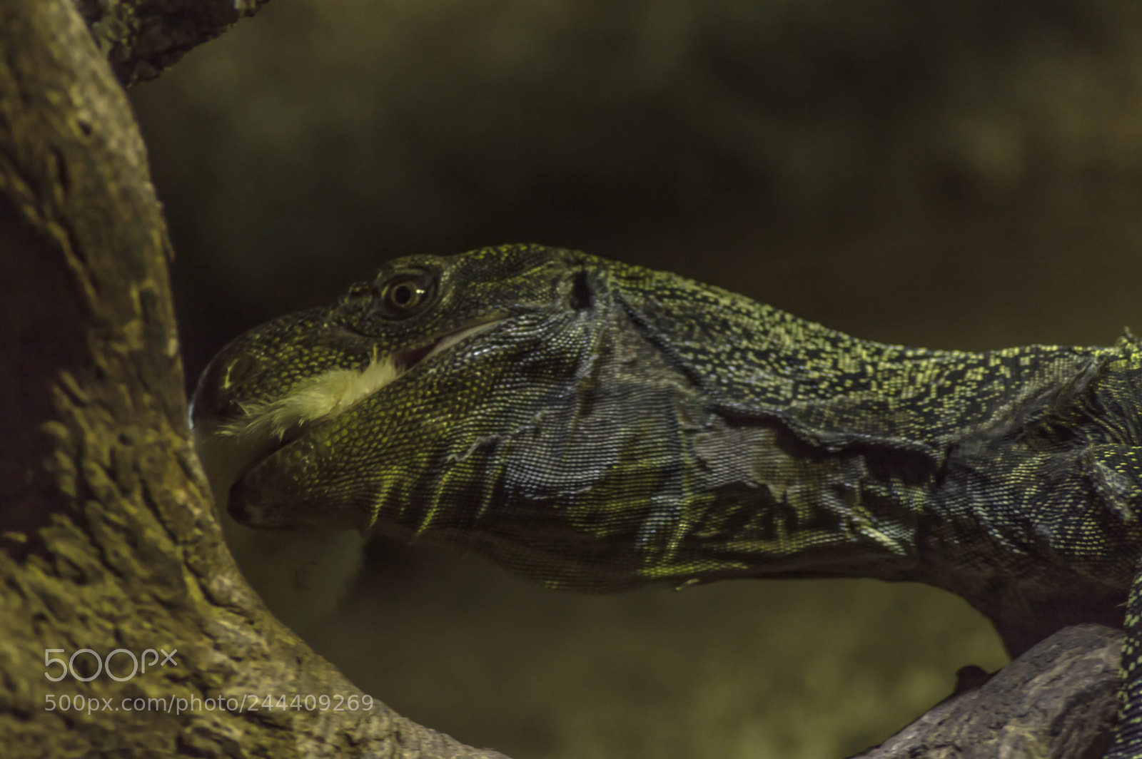 Nikon D3200 sample photo. Fotografia de animales photography
