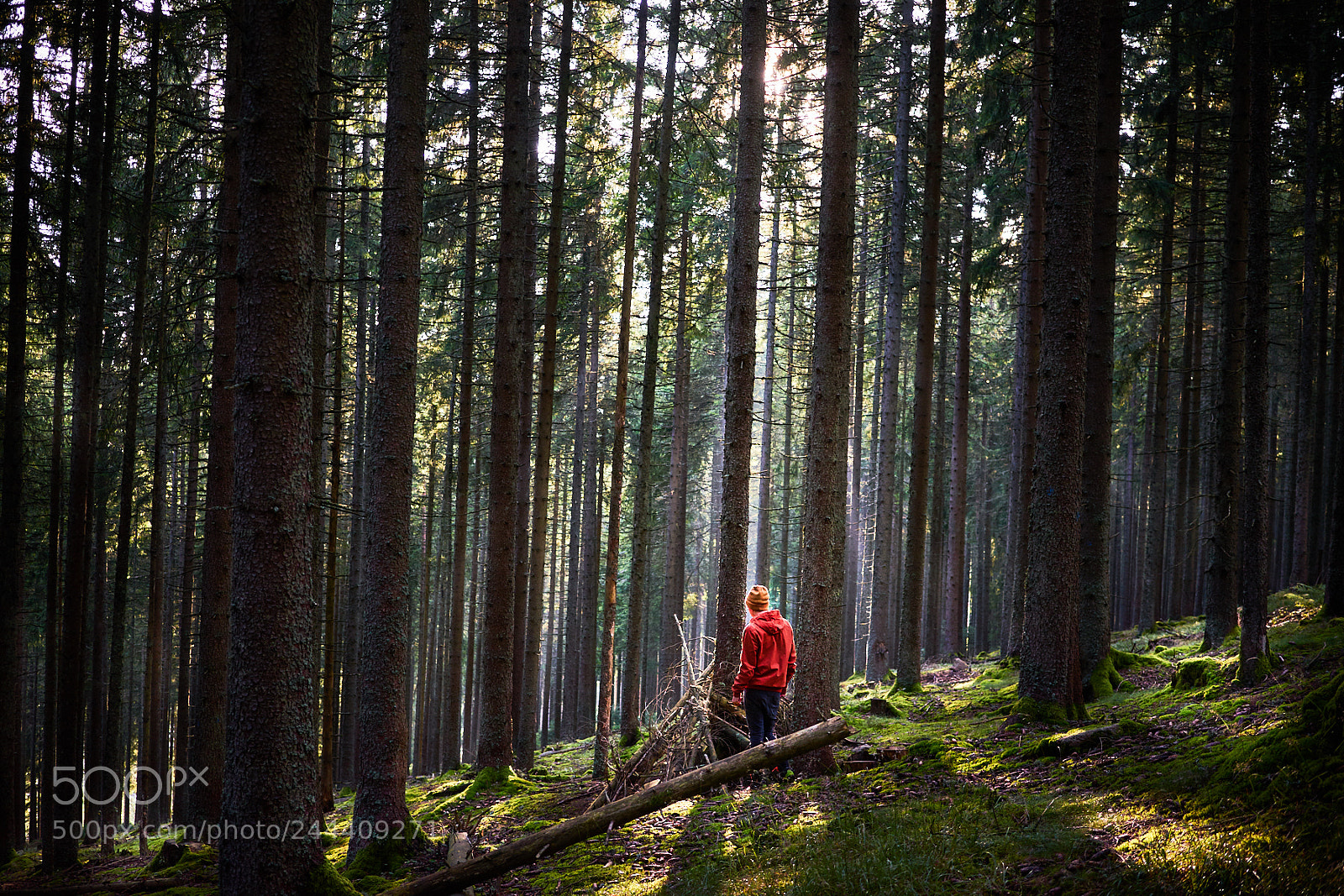 Sony a7 II sample photo. Orange in black forest photography
