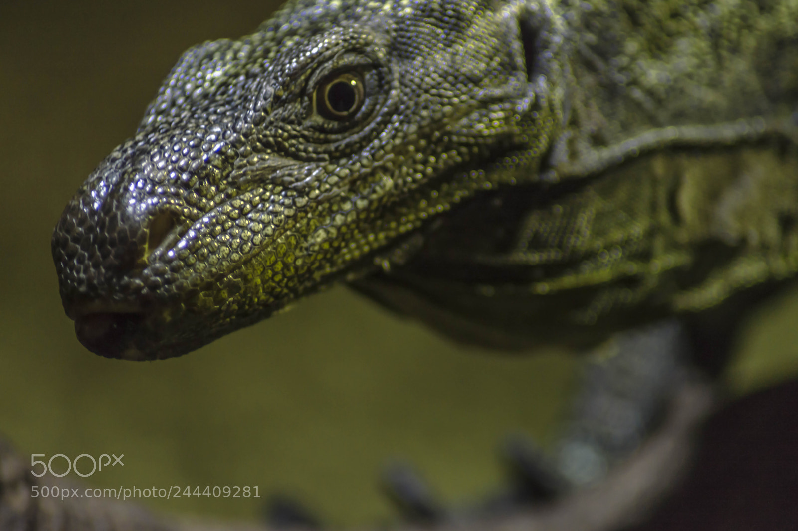 Nikon D3200 sample photo. Fotografia de animales photography