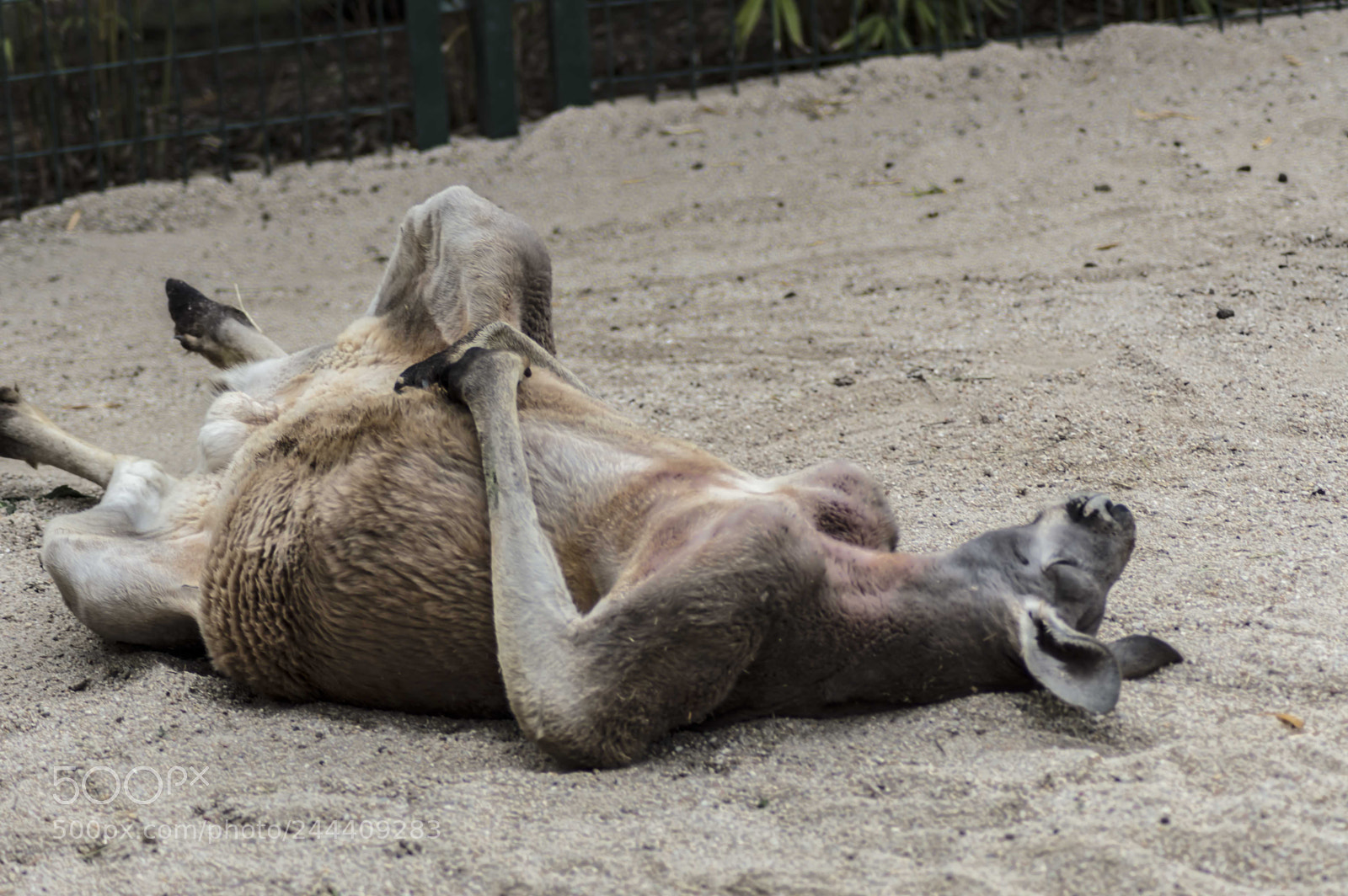 Nikon D3200 sample photo. Fotografia de animales photography