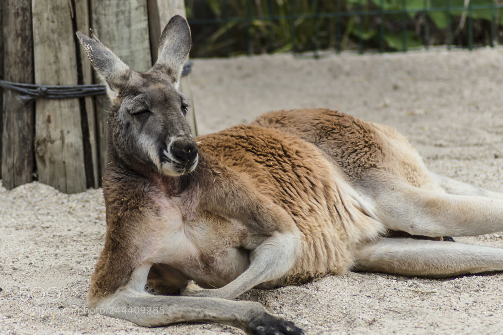 Nikon D3200 sample photo. Fotografia de animales photography