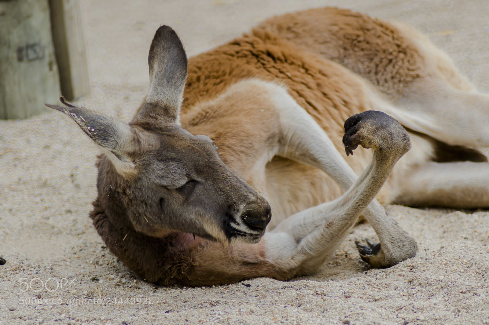 Nikon D3200 sample photo. Fotografia de animales photography