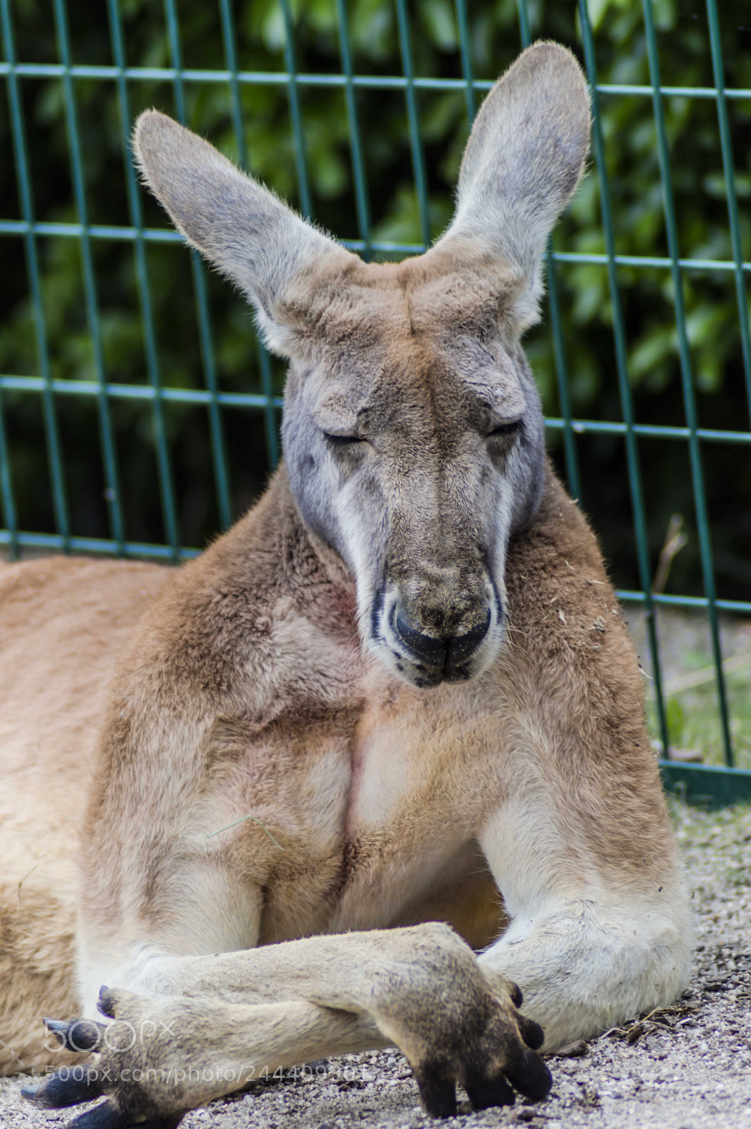 Nikon D3200 sample photo. Fotografia de animales photography